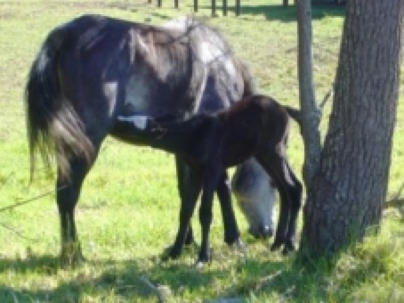 Magic Dancer, she dances all day