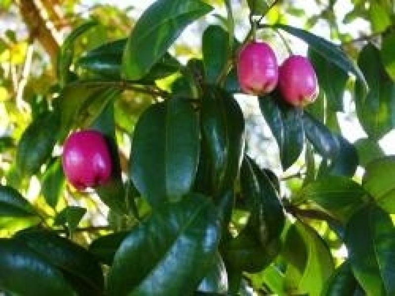 African cherries, a new taste on the farm