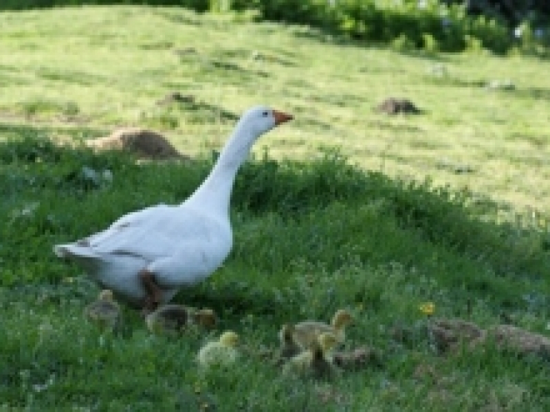 Ghandi, Grace & Dotty - our geese