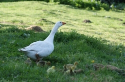 Ghandi, Grace & Dotty - our geese