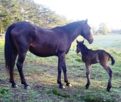 Shemani, beautiful boy