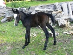 blogimage 11Aug10 003